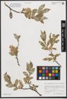 Foto von Salix stipulifera Flod. ex Häyrén